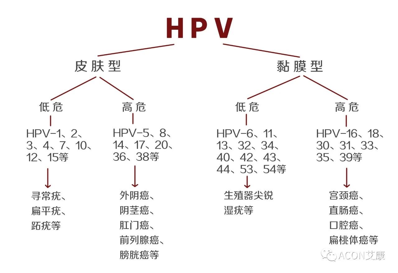 HPV转阴其实很简单， 女性必知的宫颈癌真相