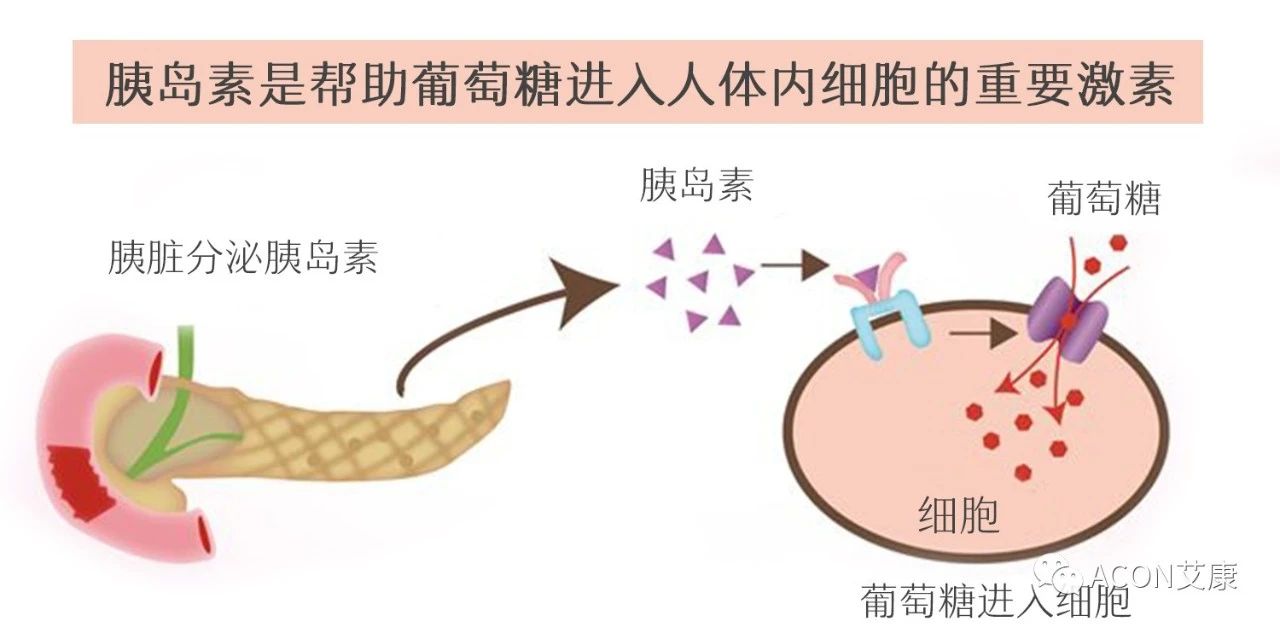 爆上热搜，因爆发型糖尿病进入ICU，有哪些教训值得我们汲取